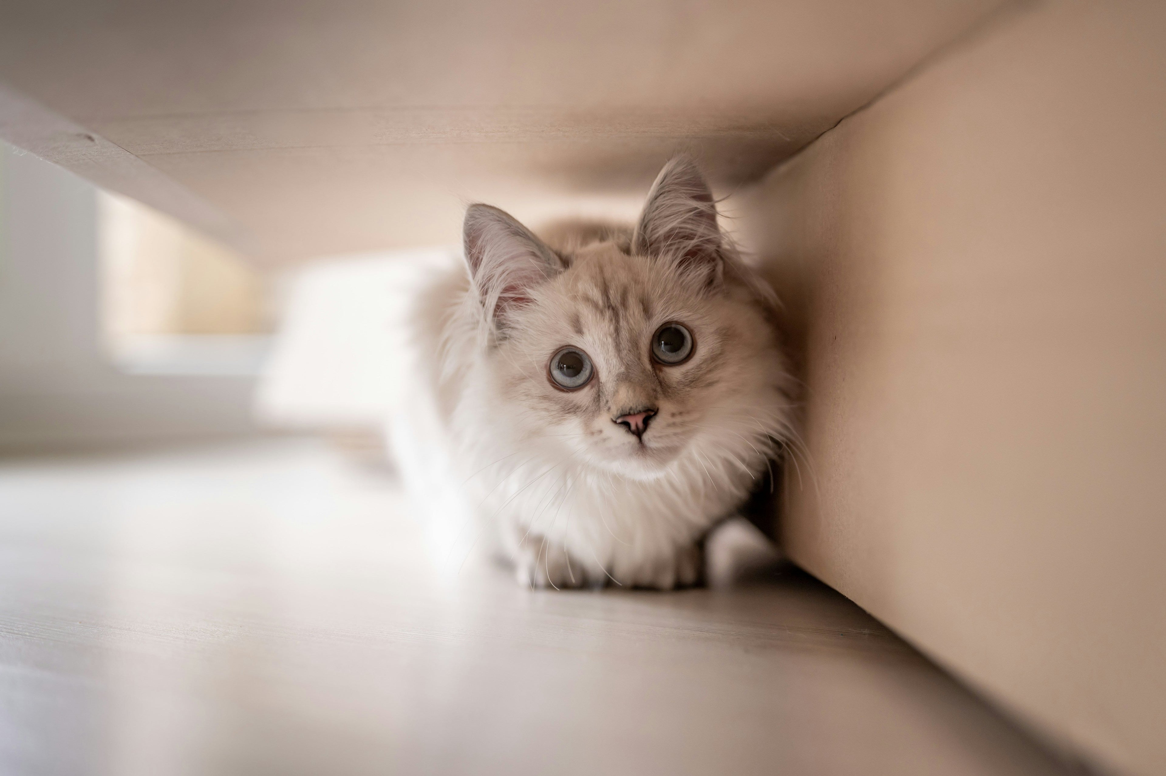 Pet Supplies